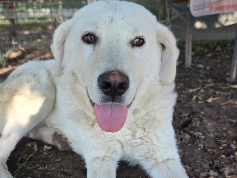 Adotta un cane, maschio, 1 anno e 5 mesi, Pordenone