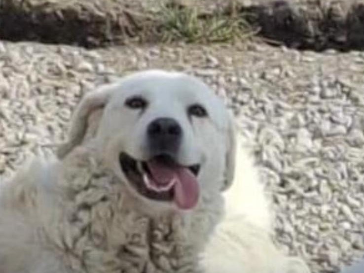 Vuoi adottare un cane a Pordenone?