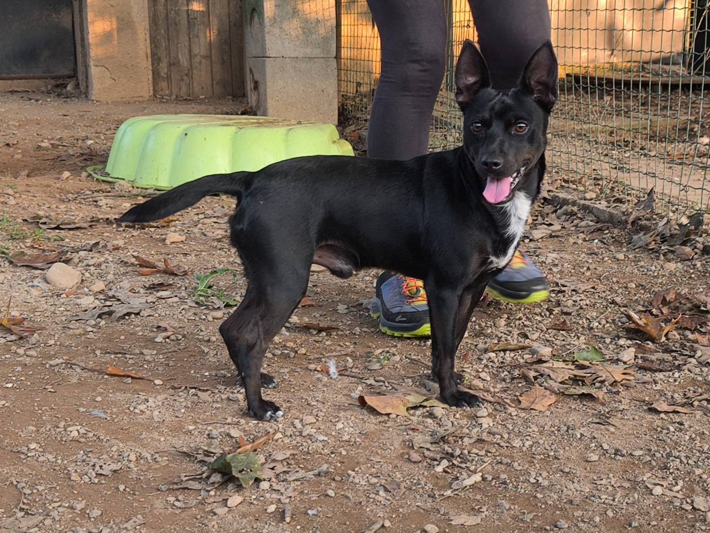 Adozione cane, maschio, Pinscher Razza sconosciuta, 2 anni e 5 mesi, taglia piccola, Milano