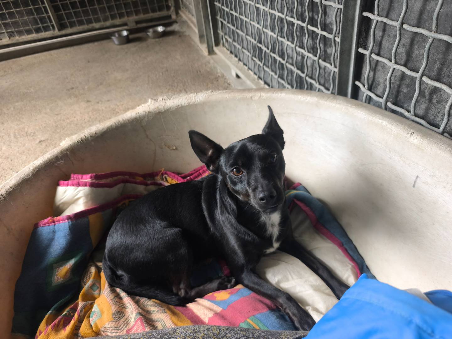 Adotta un cane, maschio, 2 anni e 5 mesi, Milano