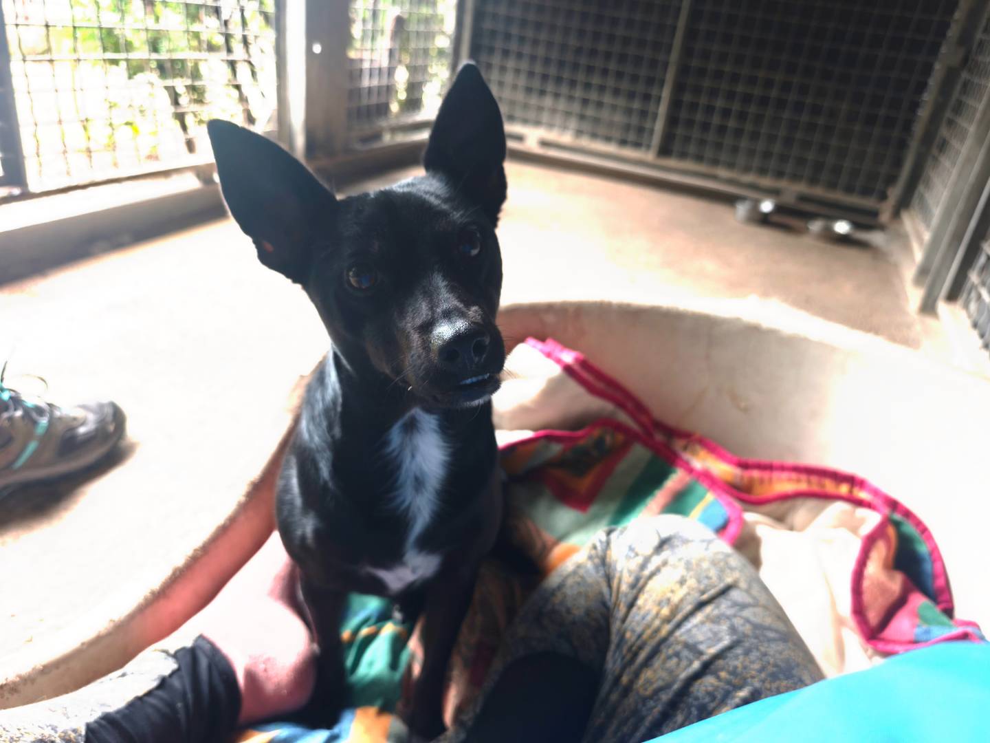 Adotta un cane, taglia piccola, maschio, Milano