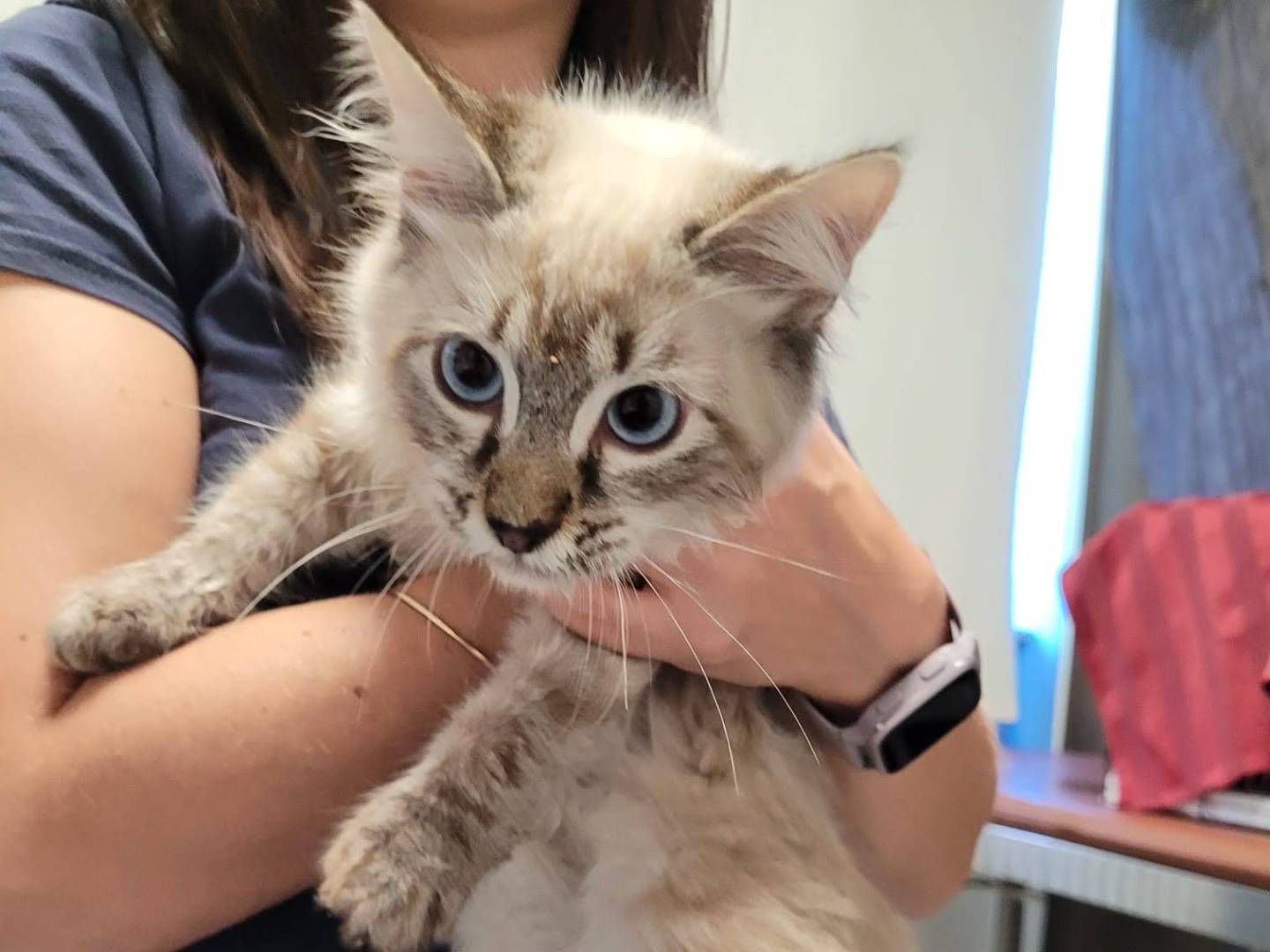 Adozione gatto, maschio, Razza sconosciuta Razza sconosciuta, 6 mesi, taglia non valida, Verbano