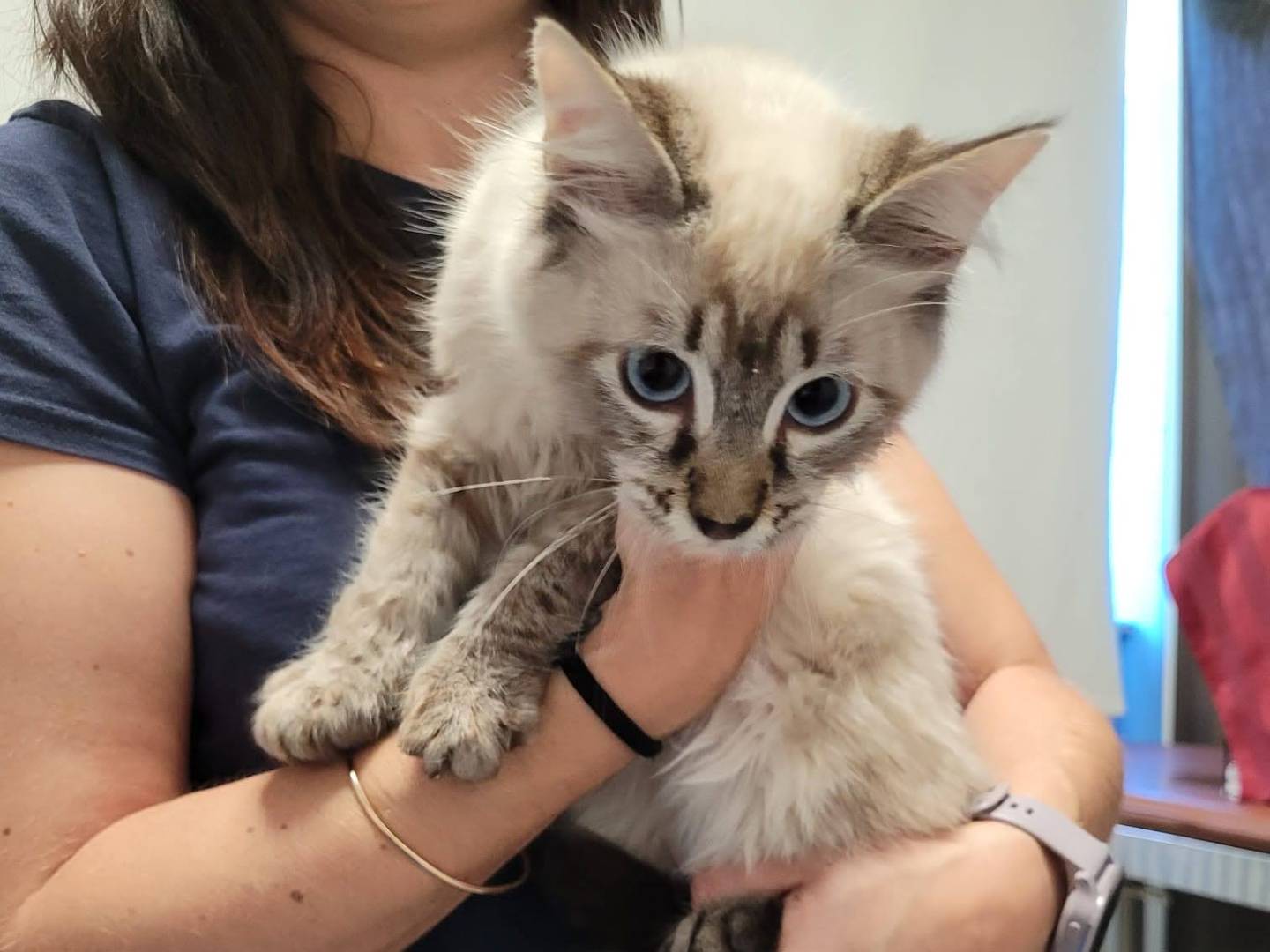 Adotta un gatto, maschio, 6 mesi, Verbano