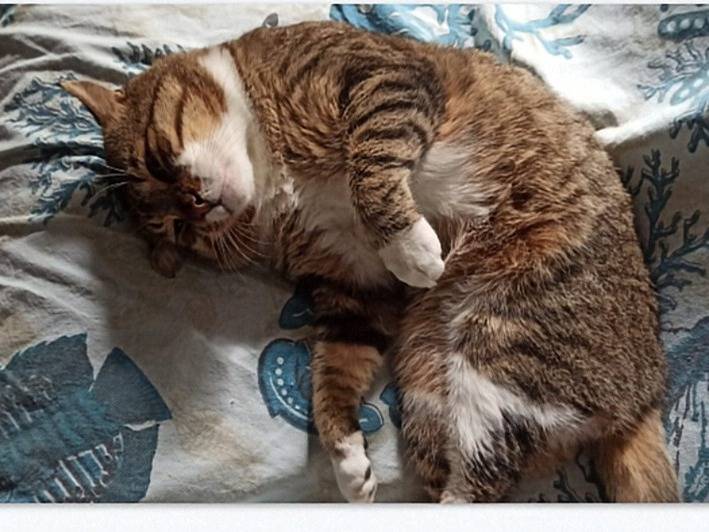 Adotta un gatto, maschio, 3 anni, Crotone