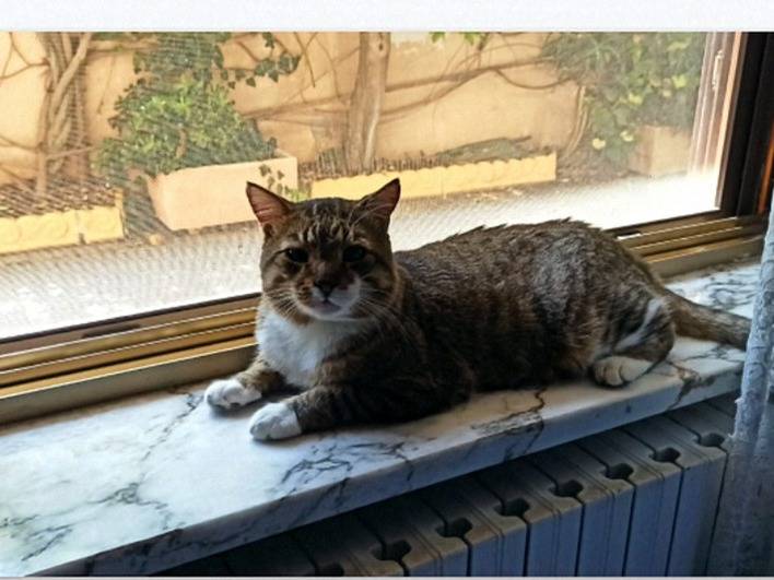 Adotta un gatto, taglia non valida, maschio, Crotone