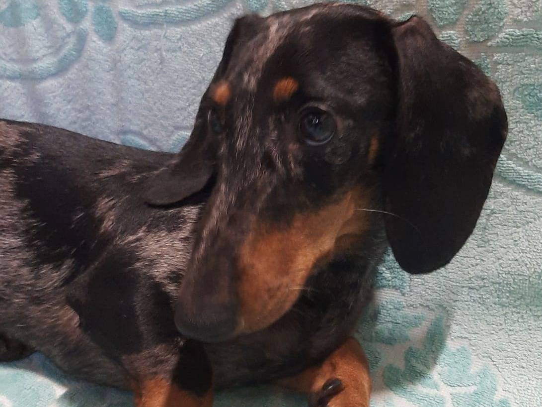 Adozione cane, femmina, Bassotto Razza sconosciuta, 6 mesi, taglia piccola, Milano