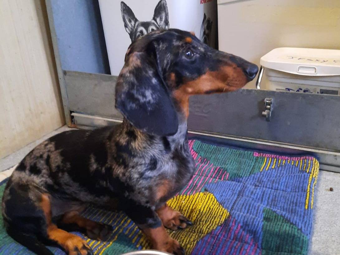 Adotta un cane, femmina, 6 mesi, Milano