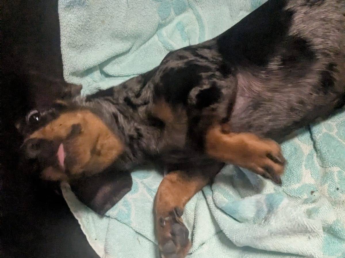 Adotta un cane, taglia piccola, femmina, Milano