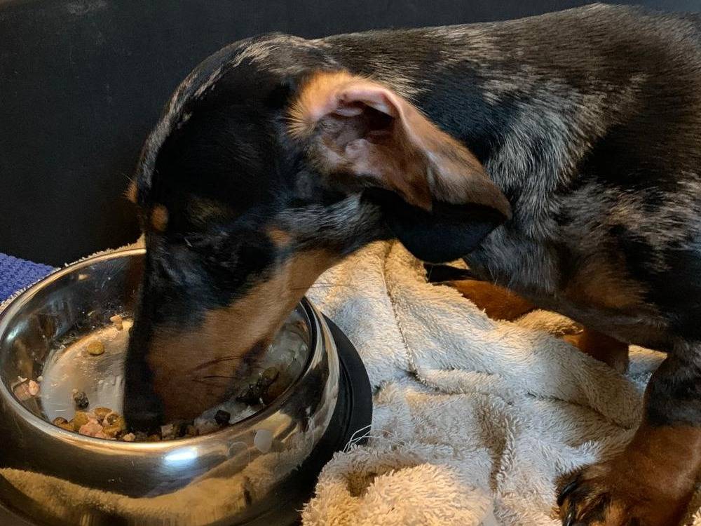 Vuoi adottare un cane a Milano?