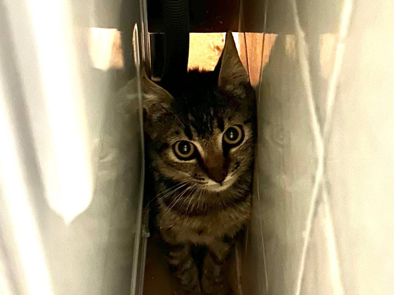Adozione gatto, femmina, Razza sconosciuta Razza sconosciuta, 4 mesi, taglia non valida, Palermo