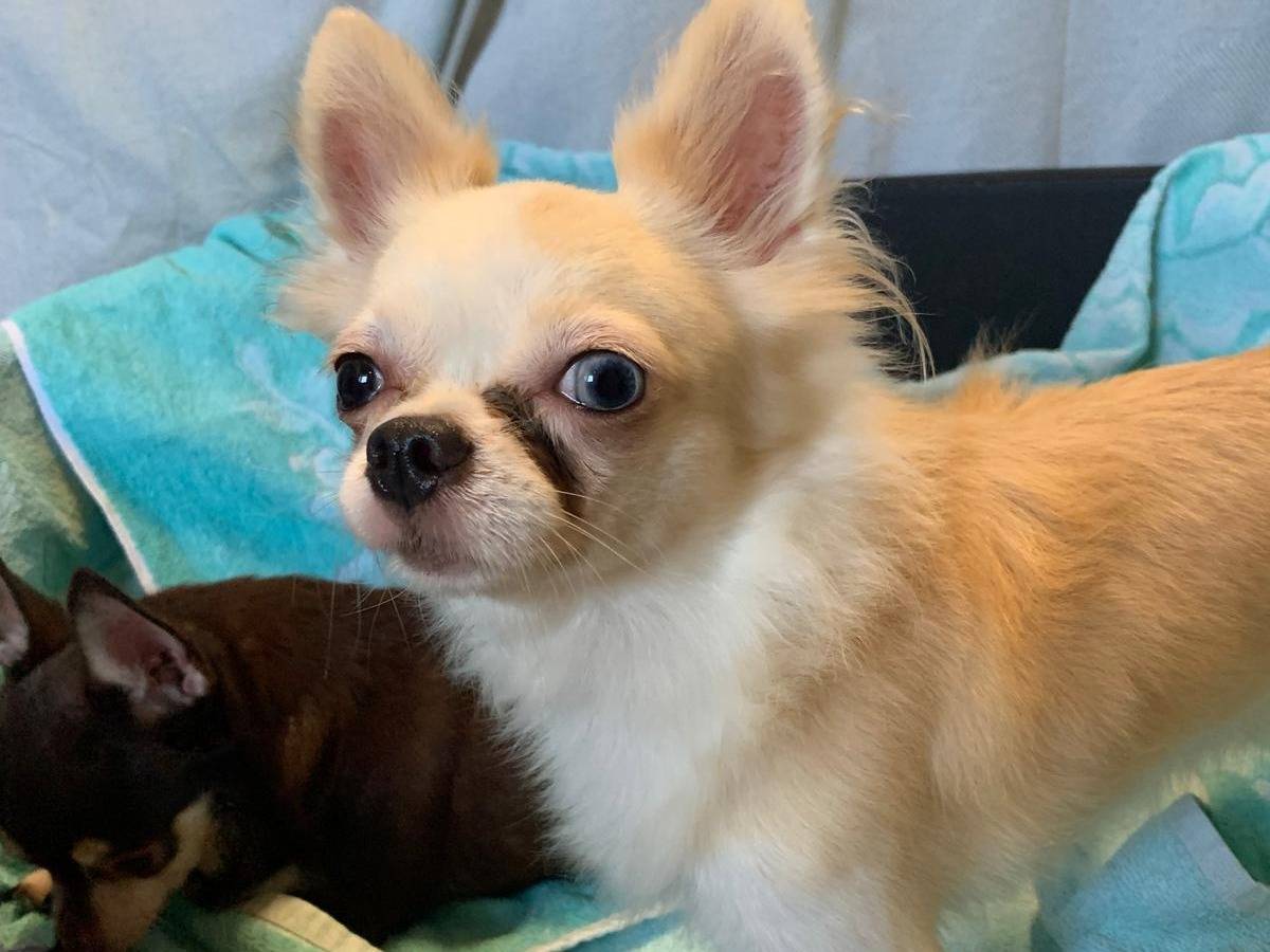 Adozione cane, femmina, Chihuahua Razza sconosciuta, 3 anni e 1 mese, taglia piccola, Milano