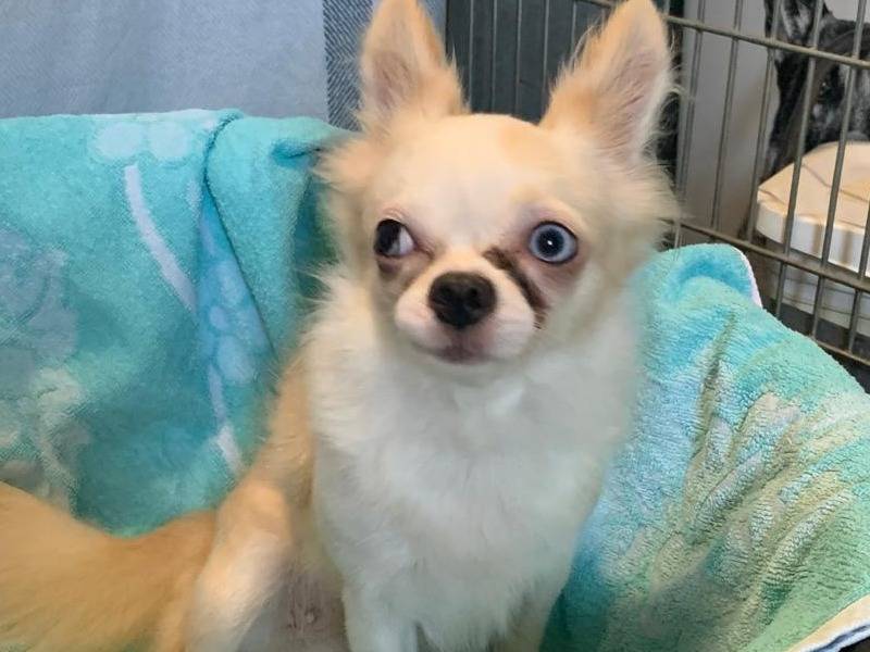 Adotta un cane, femmina, 3 anni e 1 mese, Milano