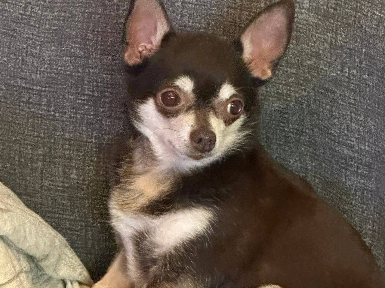 Adozione cane, femmina, Chihuahua Razza sconosciuta, 6 anni, taglia piccola, Milano