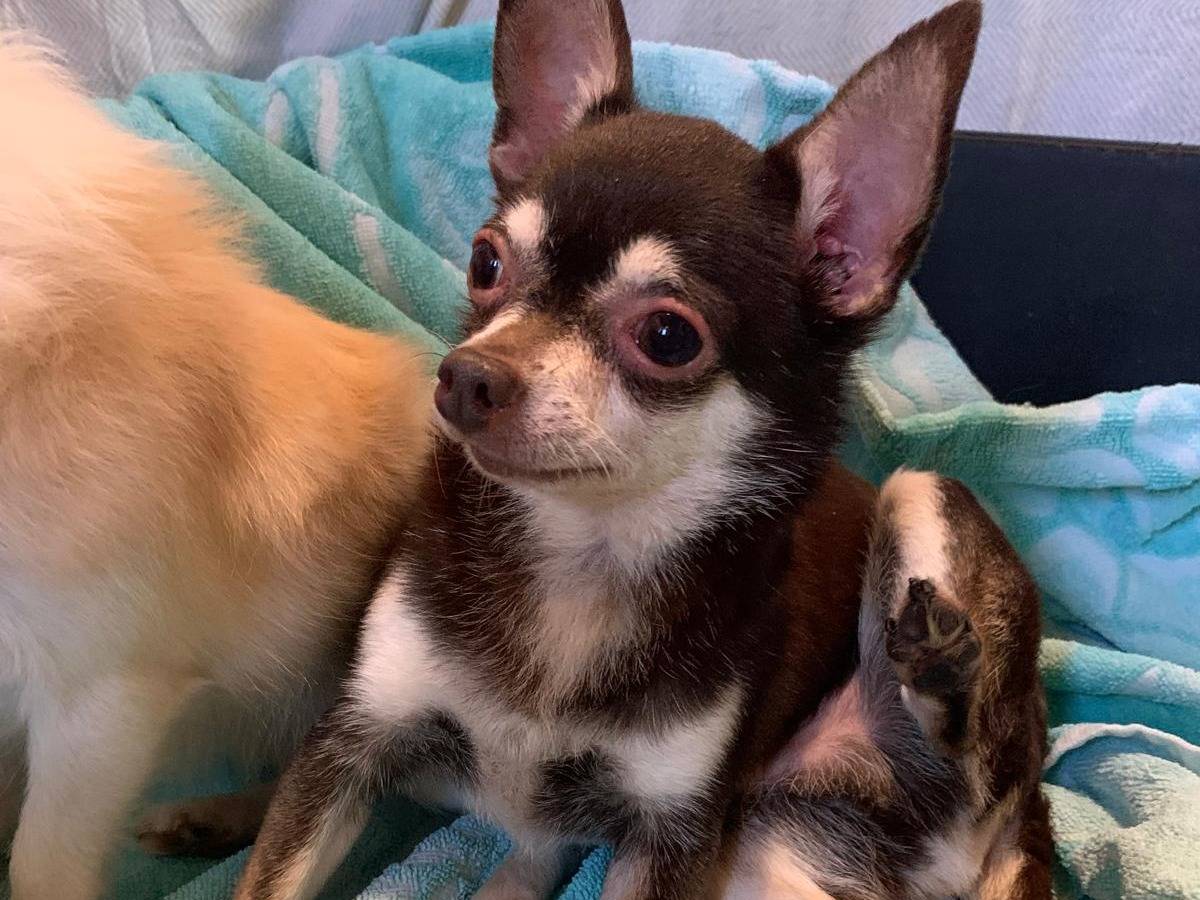 Adotta un cane, femmina, 6 anni, Milano