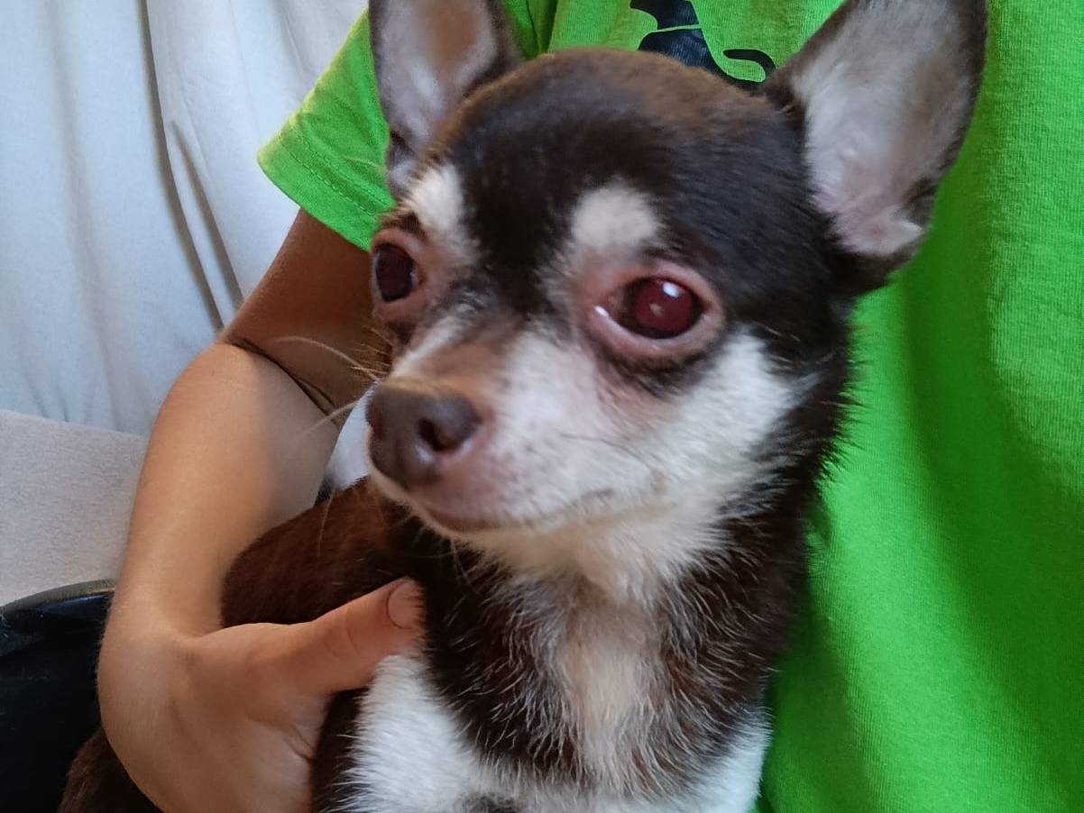 Adotta un cane, taglia piccola, femmina, Milano
