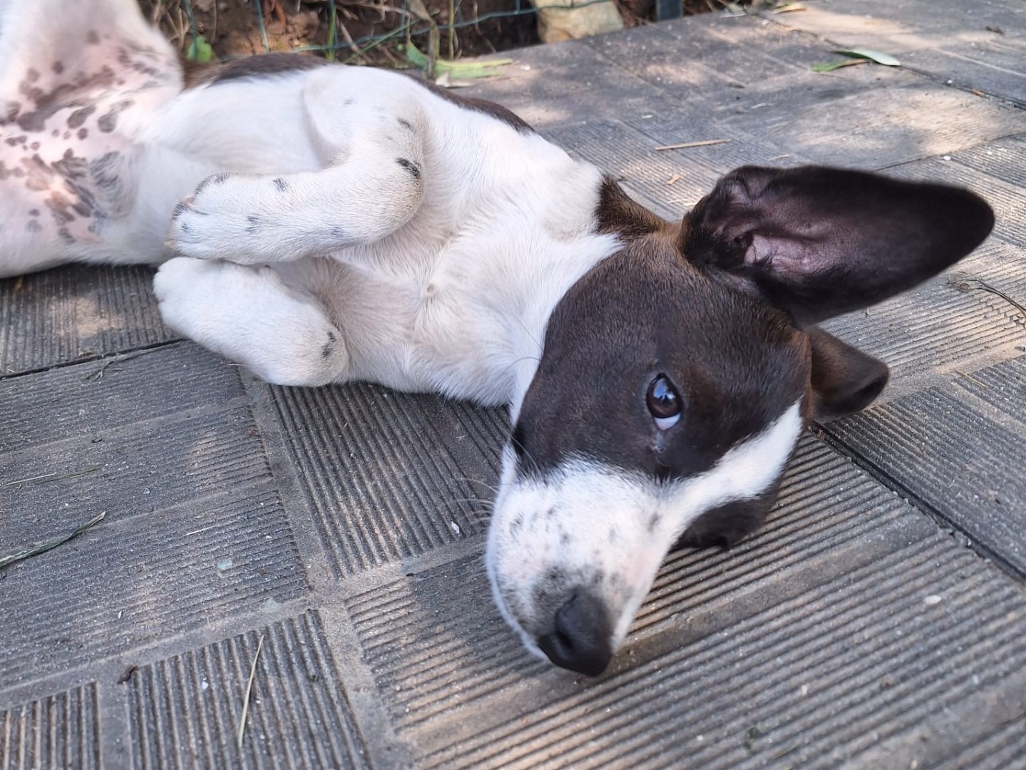 Vuoi adottare un cane a Savona?