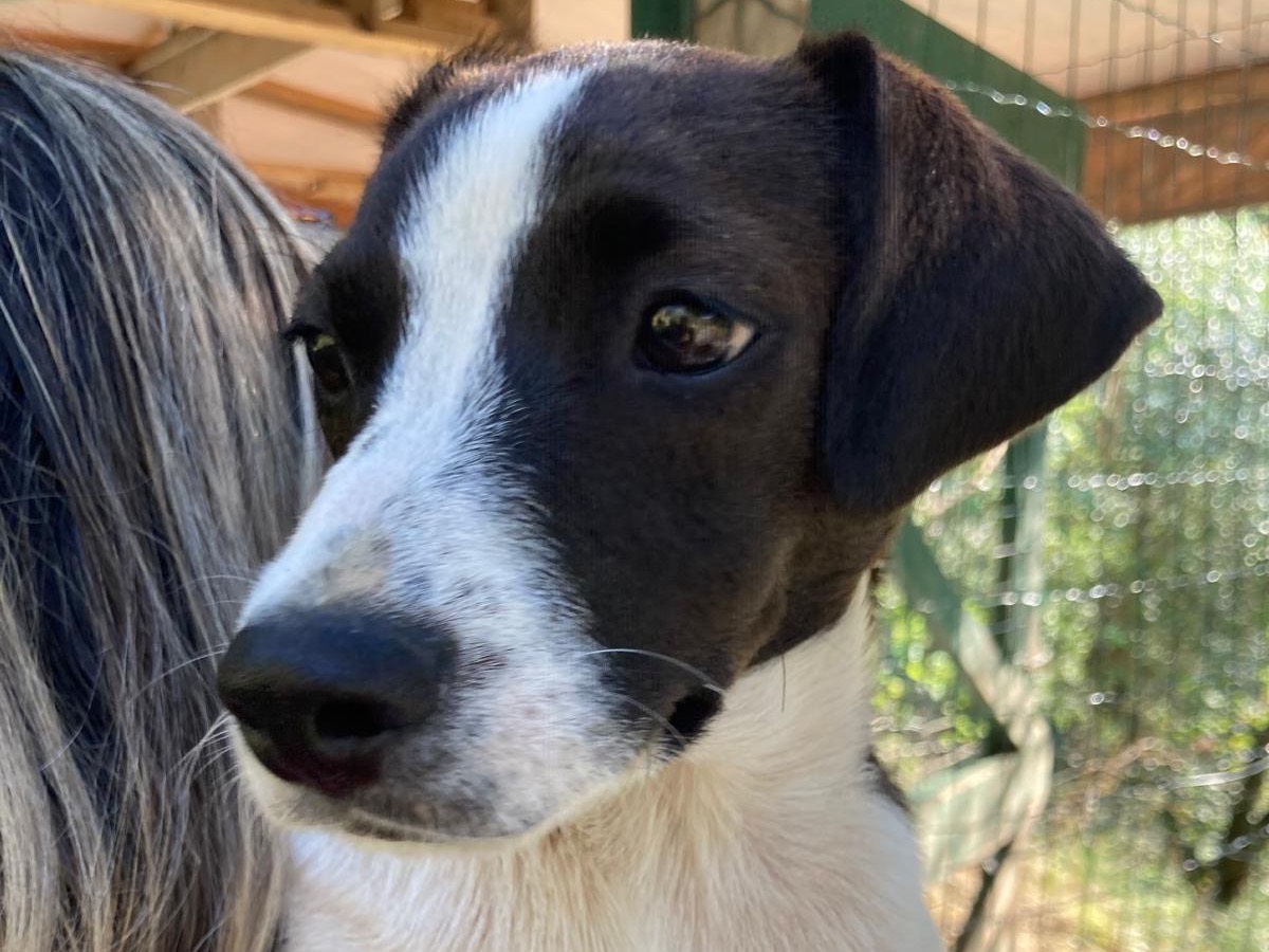 Adotta il cane Diana a Savona