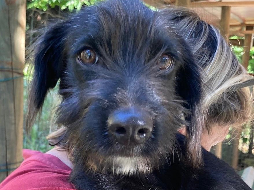Adozione cane, maschio, Razza sconosciuta Razza sconosciuta, 4 mesi, taglia media contenuta, Savona