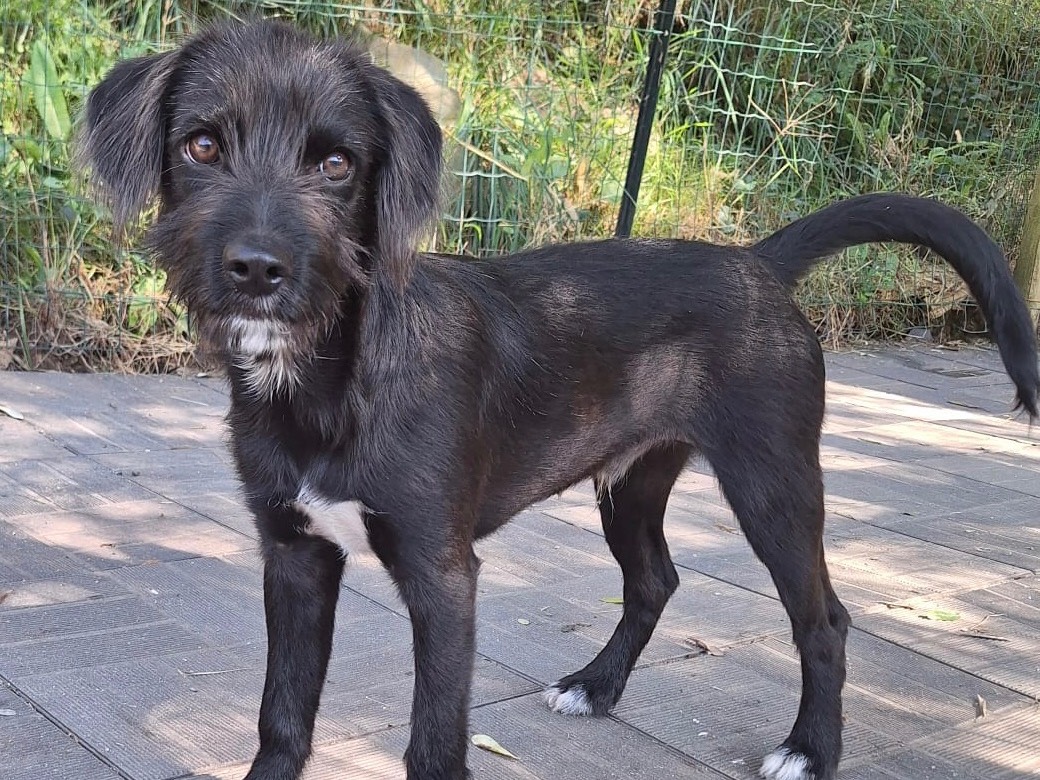 Adotta un cane, maschio, 4 mesi, Savona