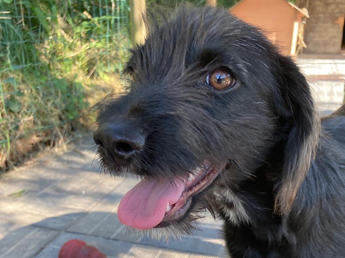 Adotta un cane, taglia media contenuta, maschio, Savona