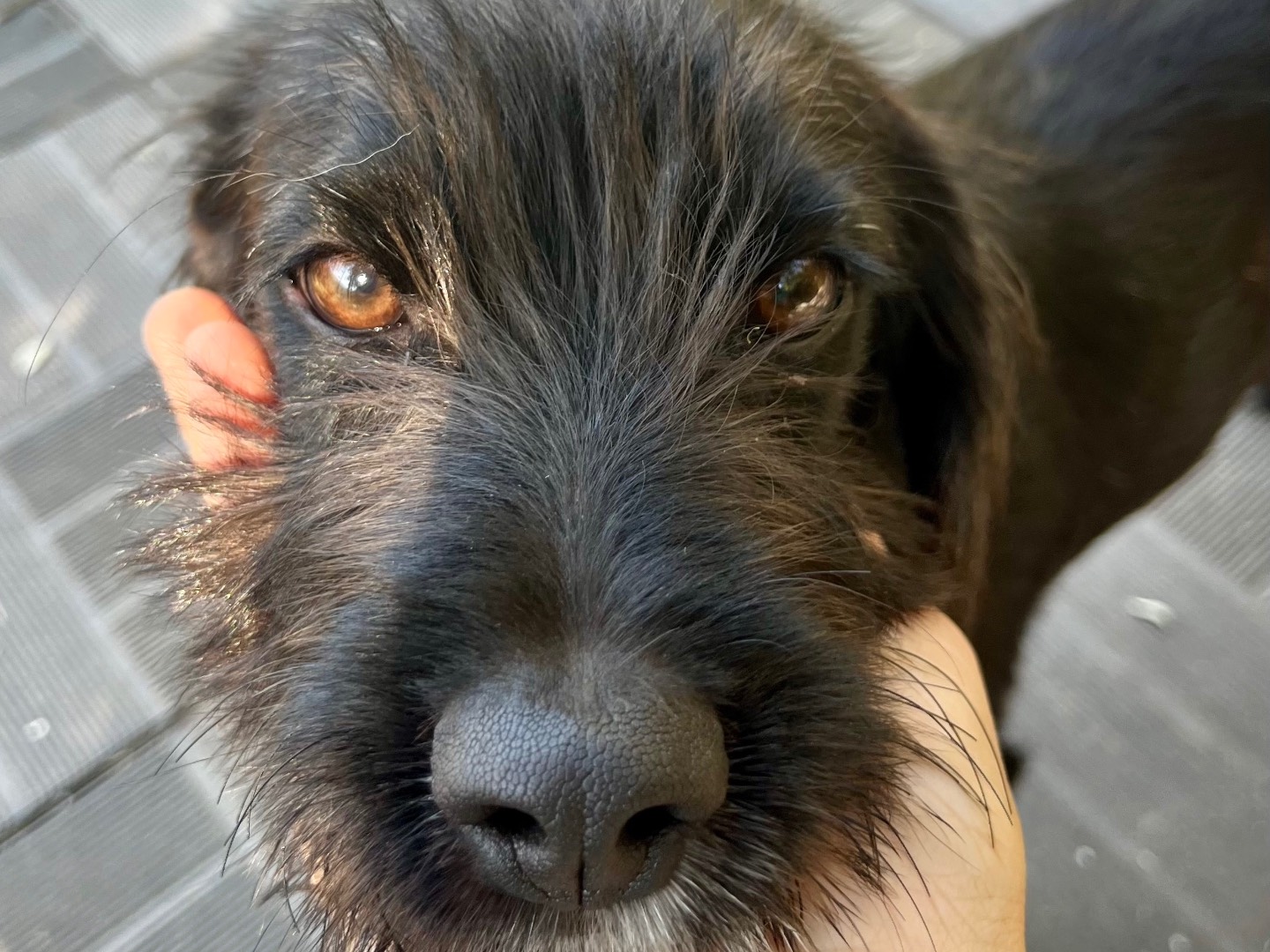 Vuoi adottare un cane a Savona?