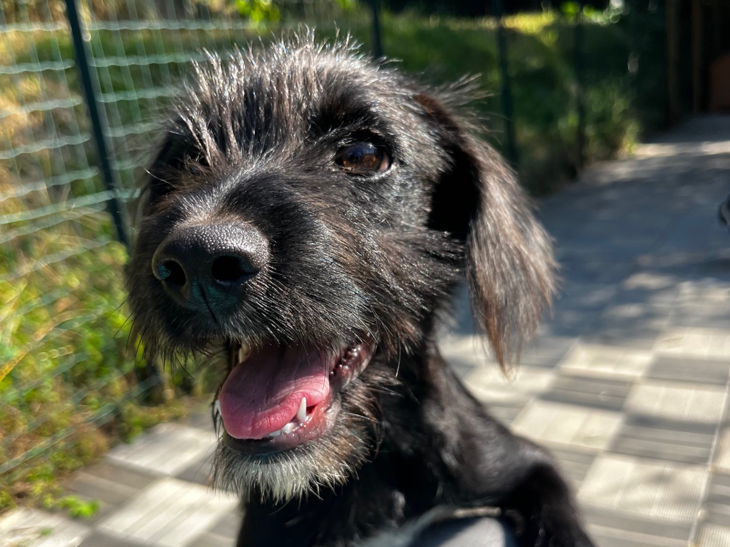 Adotta il cane Achille a Savona