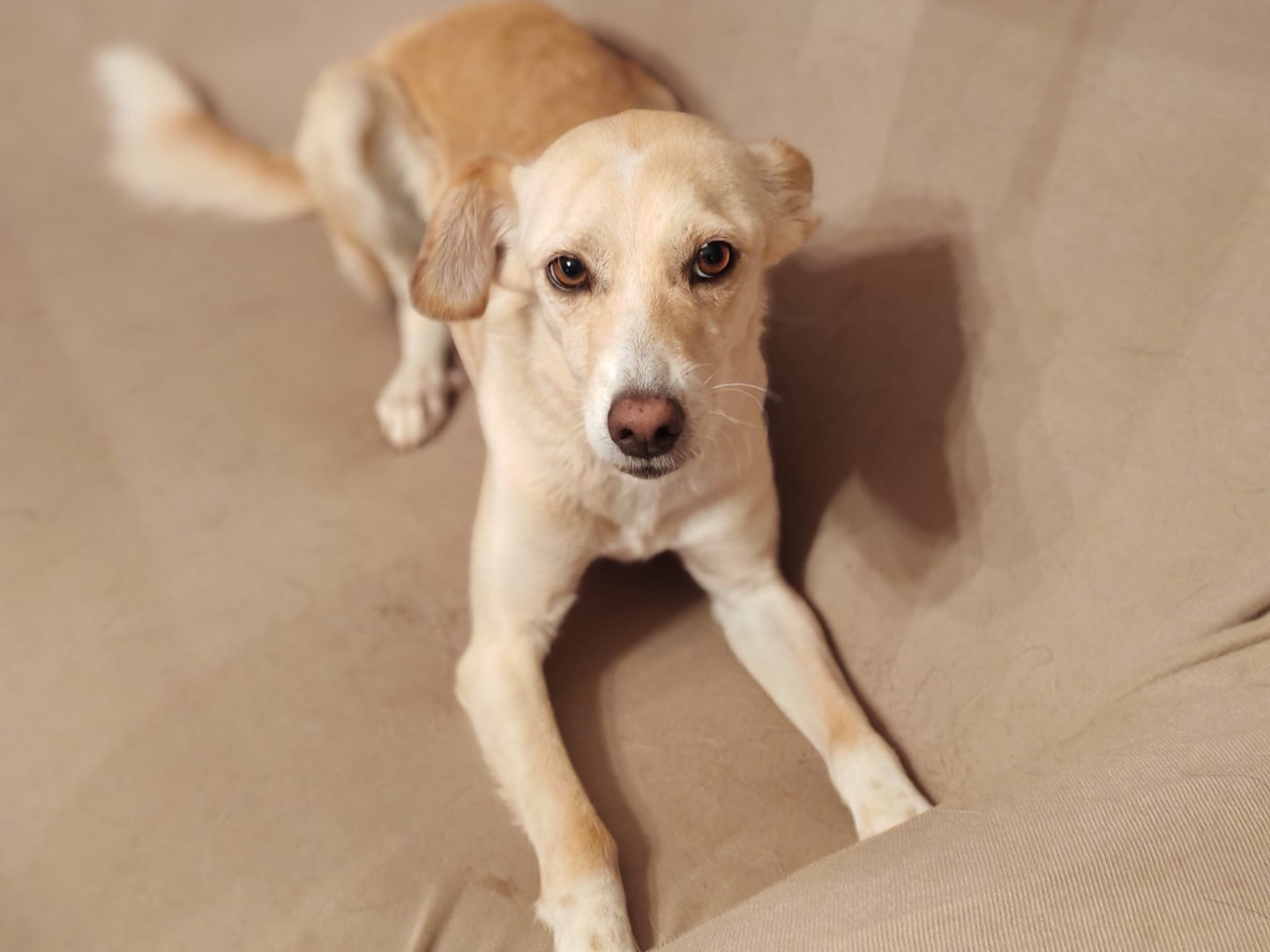 Adozione cane, femmina, Razza sconosciuta Razza sconosciuta, 2 anni e 7 mesi, taglia media contenuta, Cosenza