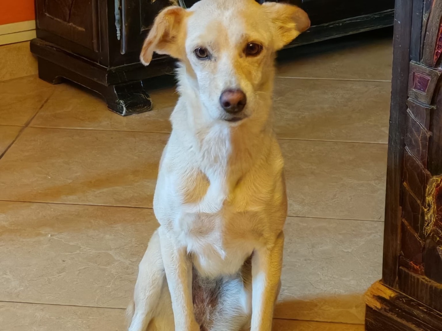 Adotta un cane, femmina, 2 anni e 7 mesi, Cosenza