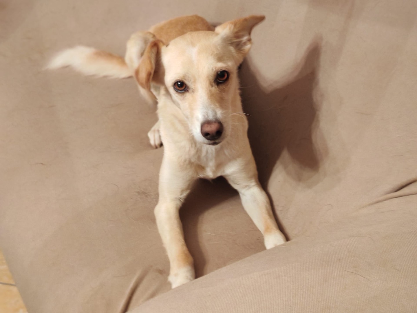 Adotta un cane, taglia media contenuta, femmina, Cosenza