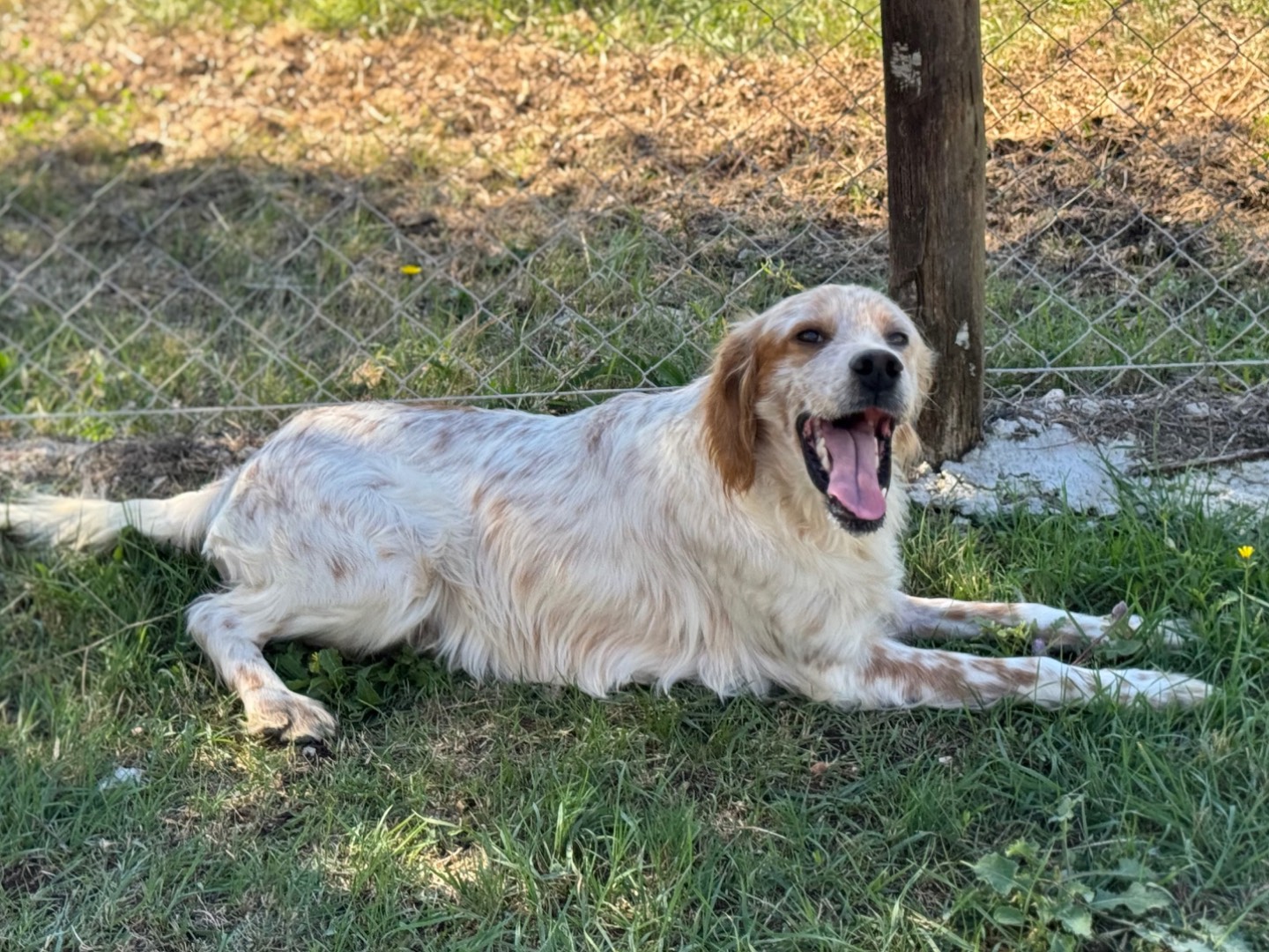 Adotta un cane, maschio, 1 anno e 1 mese, Salerno