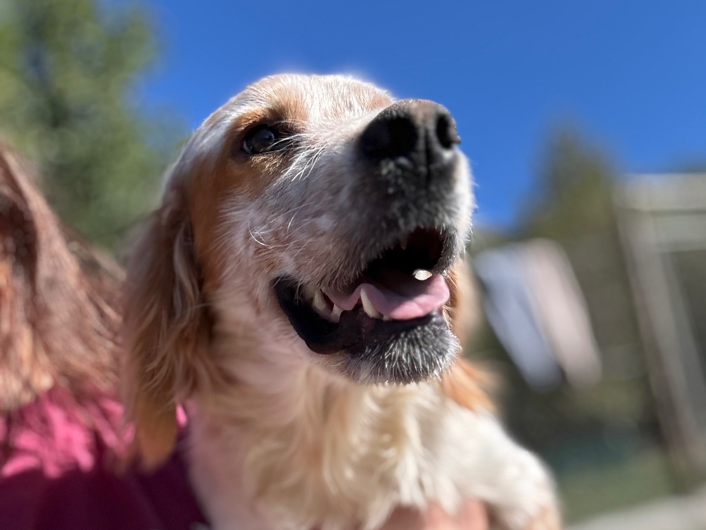Adotta un cane, taglia media, maschio, Salerno