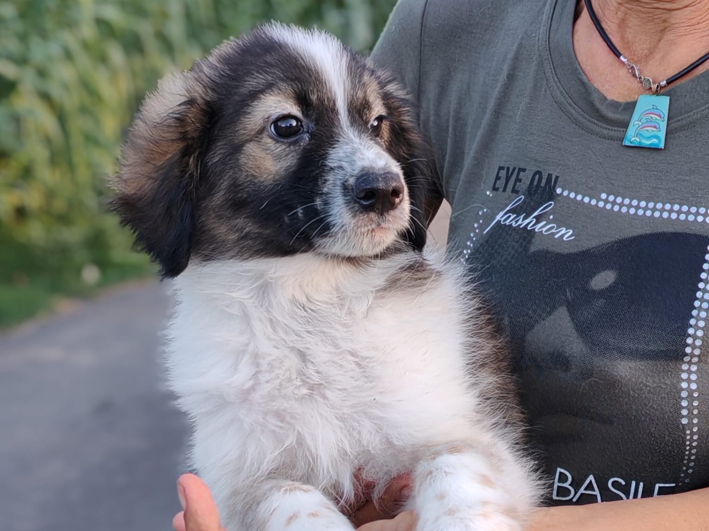 Adozione cane, maschio, Razza sconosciuta Razza sconosciuta, 3 mesi, taglia media contenuta, Cosenza