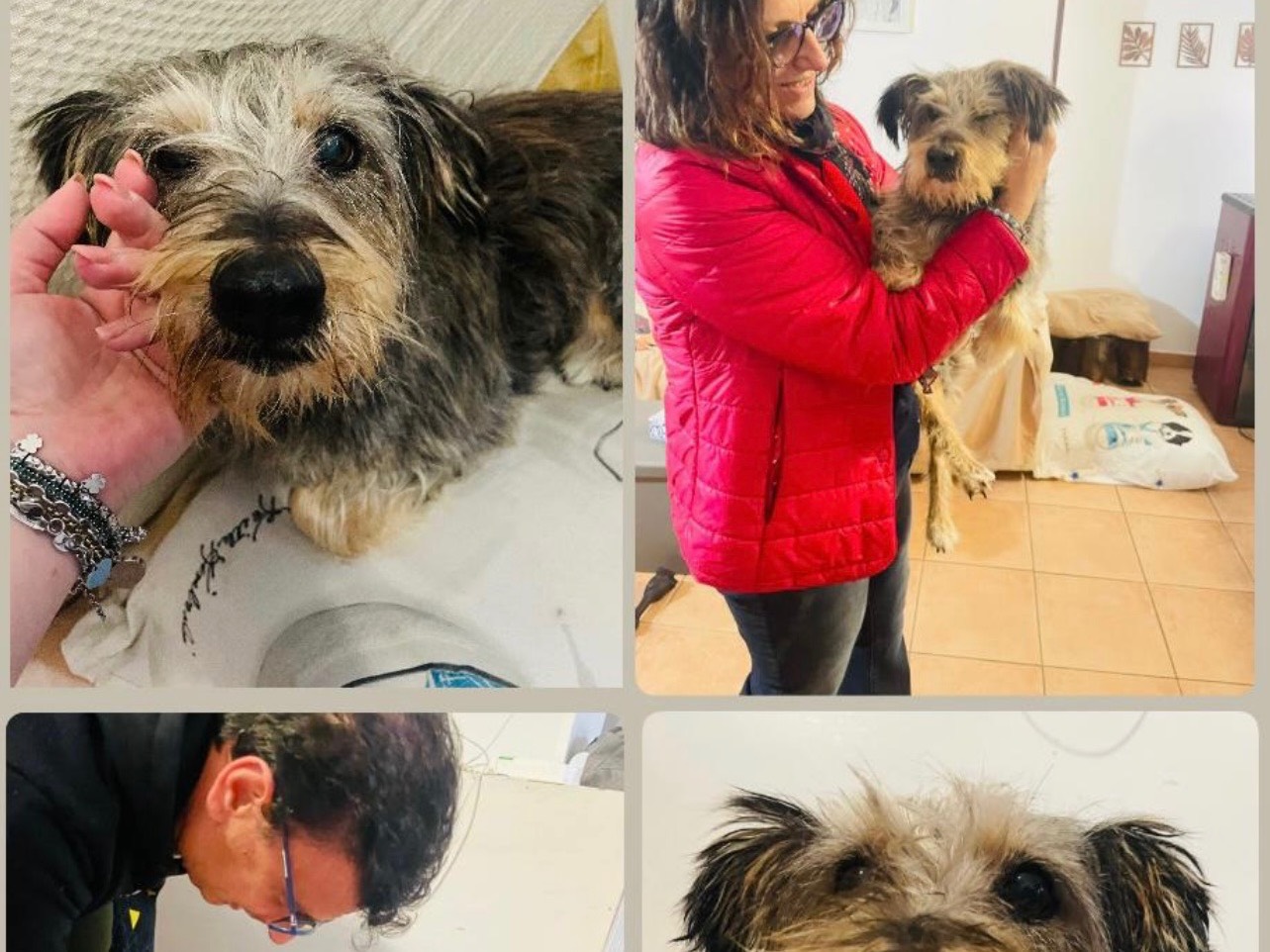 Adozione cane, femmina, Razza sconosciuta Razza sconosciuta, 10 anni, taglia piccola, Foggia