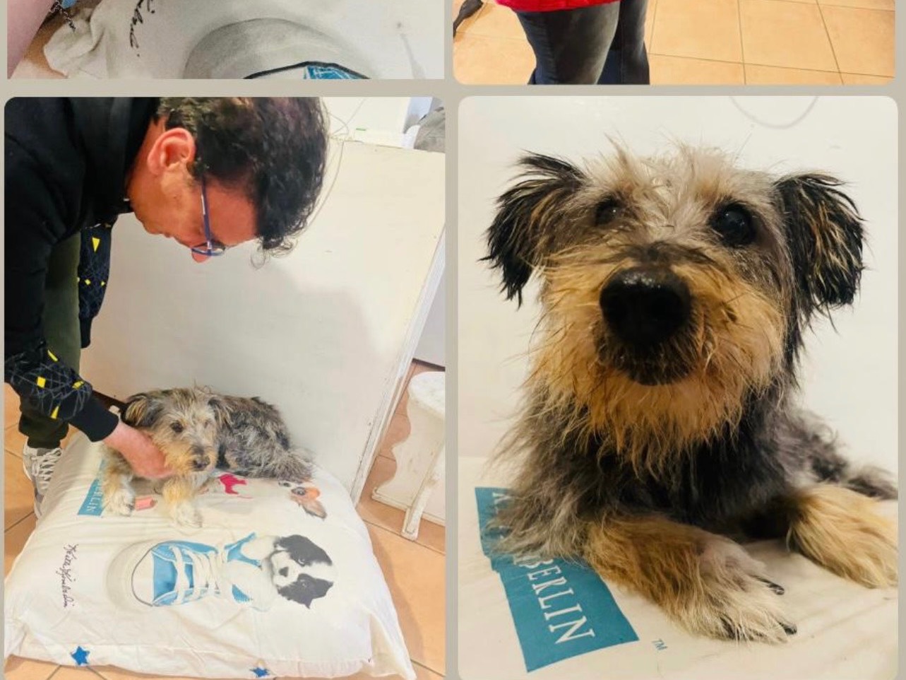 Adotta un cane, femmina, 10 anni, Foggia