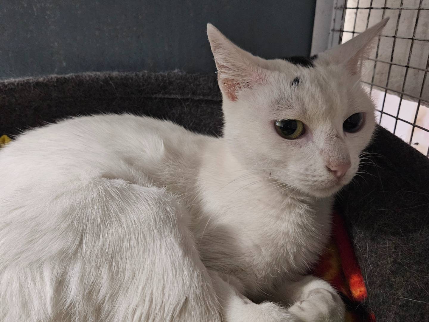 Adozione gatto, femmina, Razza sconosciuta Razza sconosciuta, 1 anno e 4 mesi, taglia non valida, Milano