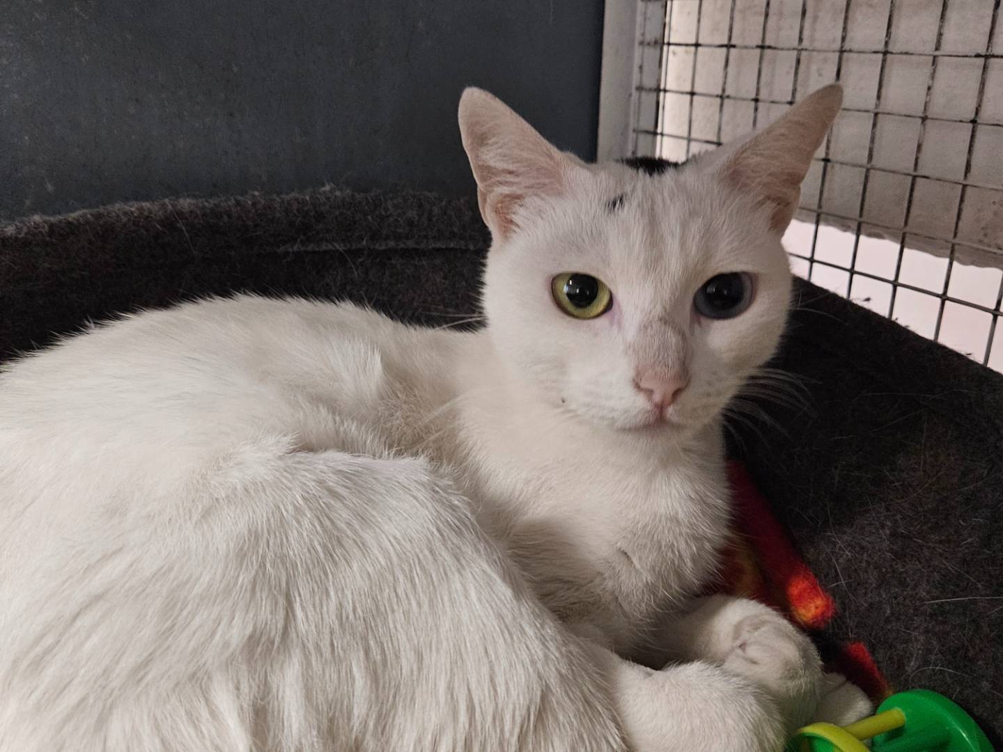 Adotta un gatto, femmina, 1 anno e 4 mesi, Milano