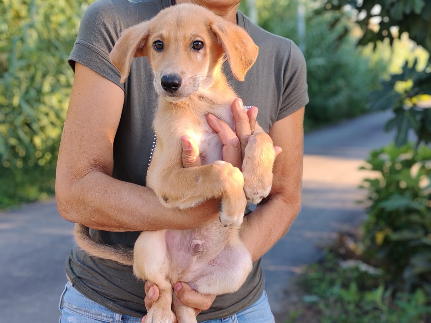 Adozione cane, maschio, Razza sconosciuta Razza sconosciuta, 3 mesi, taglia media contenuta, Cosenza