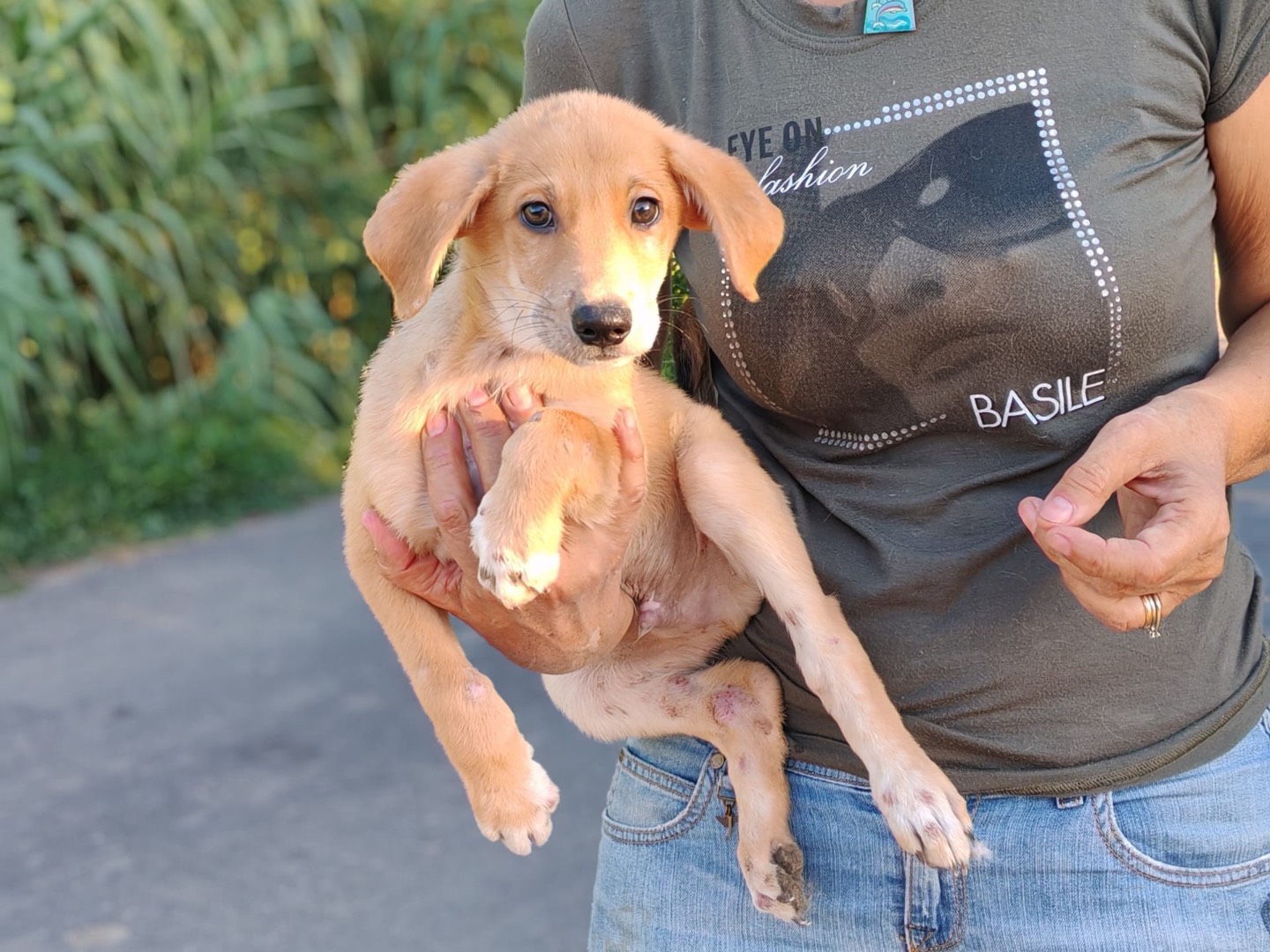 Adotta un cane, maschio, 3 mesi, Cosenza