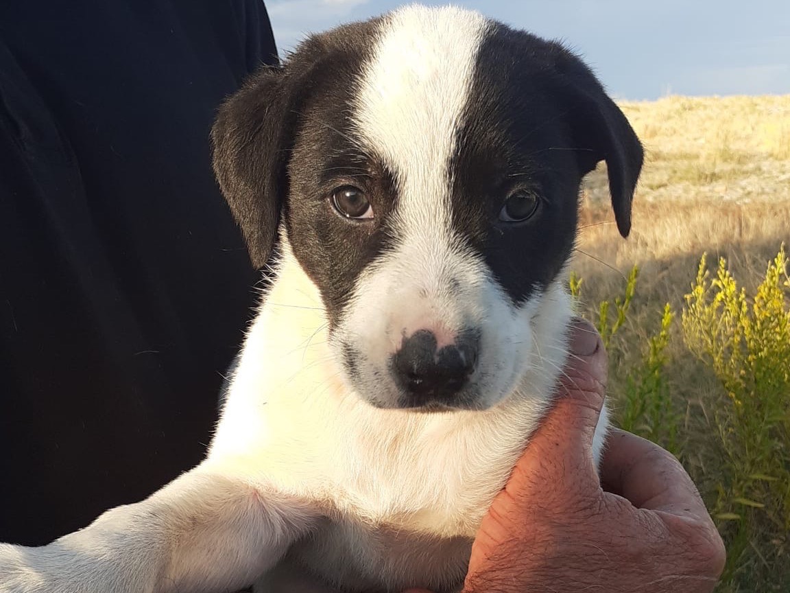 Adozione cane, maschio, Razza sconosciuta Razza sconosciuta, 2 mesi, taglia media, Cosenza