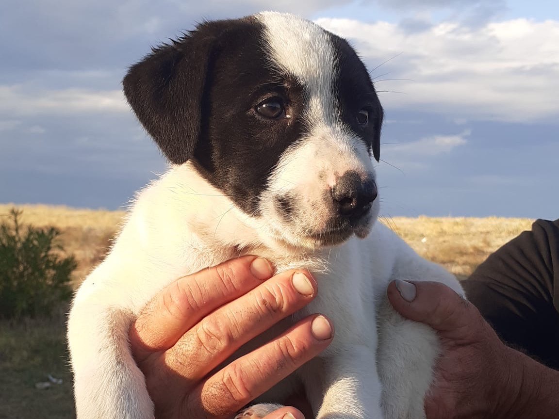 Adotta un cane, maschio, 2 mesi, Cosenza