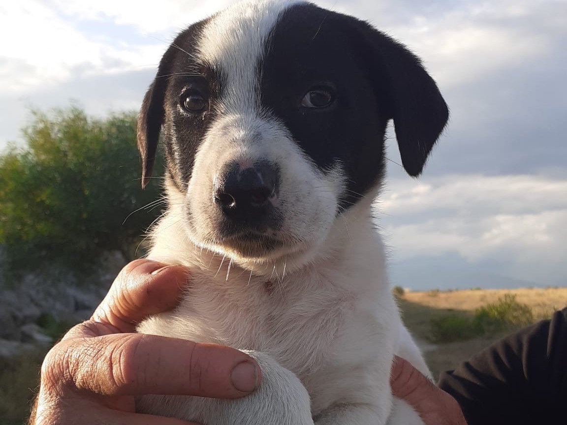 Adotta un cane, taglia media, maschio, Cosenza