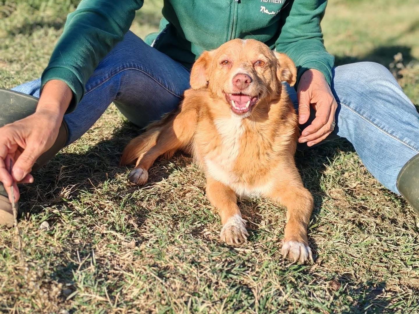 Adozione cane, maschio, Razza sconosciuta Razza sconosciuta, 1 anno, taglia media contenuta, Cosenza