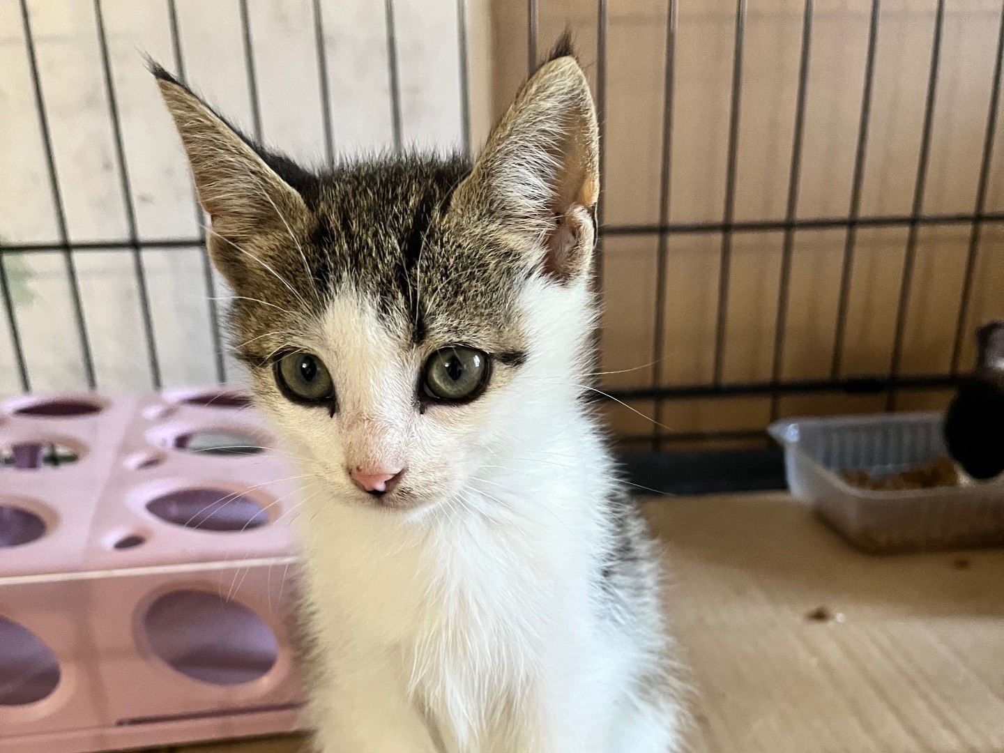 Adozione gatto, maschio, Razza sconosciuta Razza sconosciuta, 2 mesi, taglia non valida, Padova