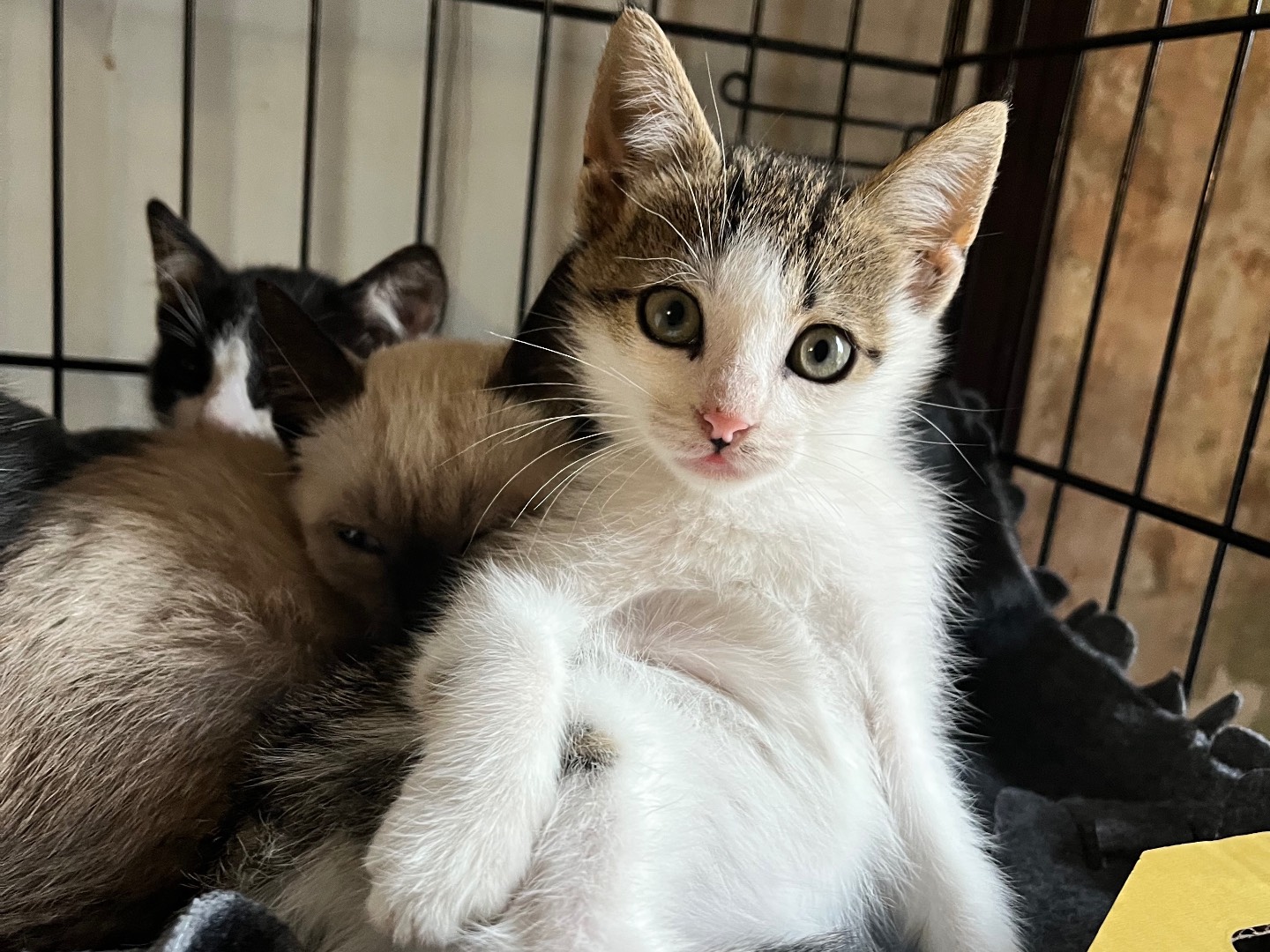 Adotta un gatto, maschio, 2 mesi, Padova