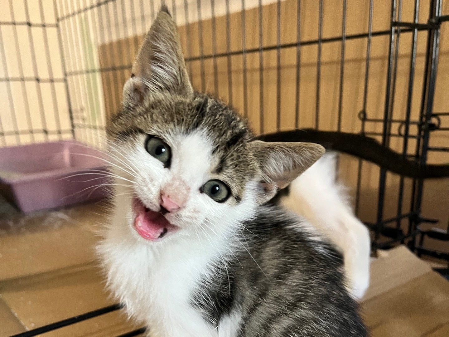 Adotta un gatto, taglia non valida, maschio, Padova