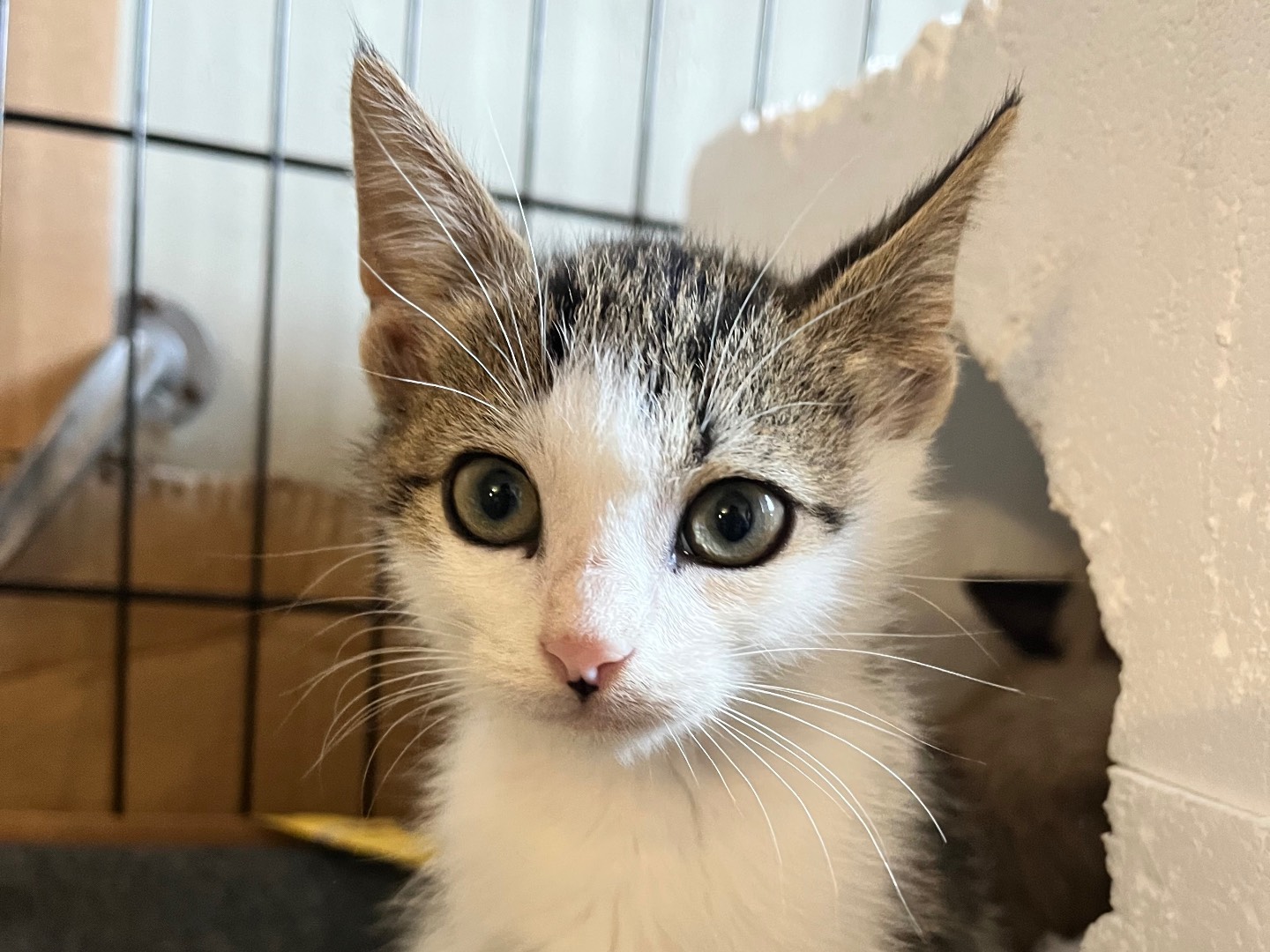 Vuoi adottare un gatto a Padova?