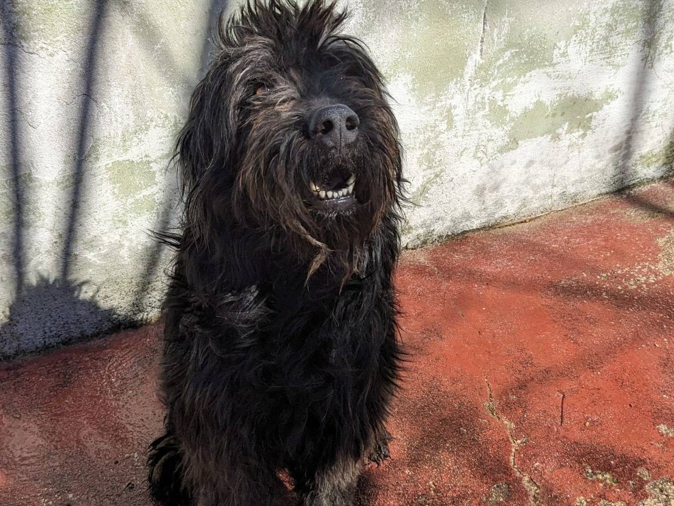 Adozione cane, maschio, Razza sconosciuta Razza sconosciuta, 3 anni e 4 mesi, taglia gigante, Caserta
