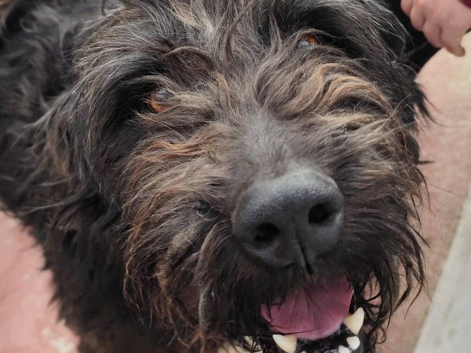Adotta un cane, maschio, 3 anni e 4 mesi, Caserta