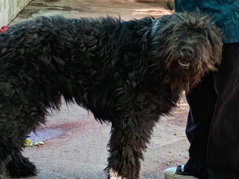 Vuoi adottare un cane a Caserta?