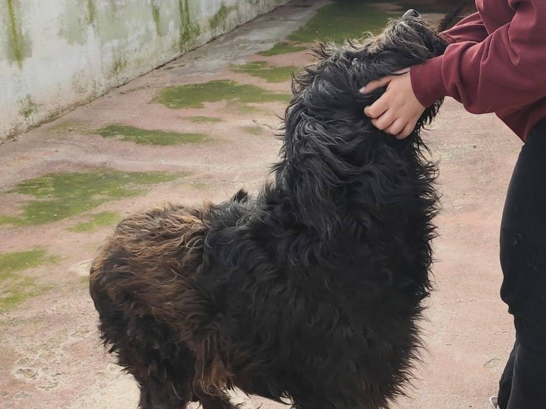 Adotta il cane KIM a Caserta